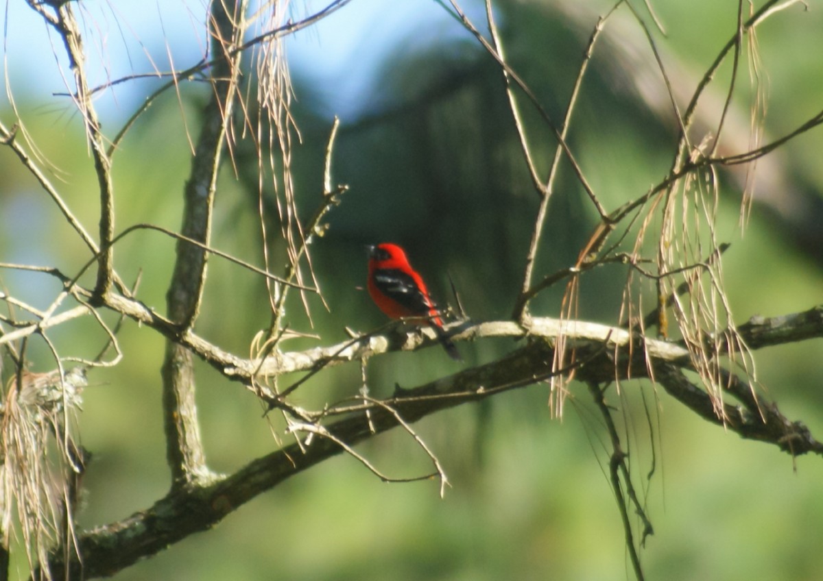 White-winged Tanager - ML389814811