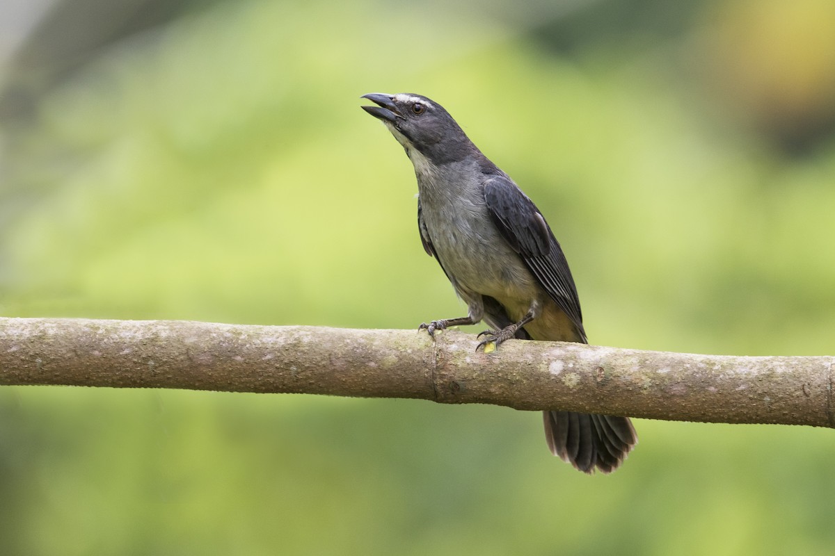 Bluish-gray Saltator - ML389818871