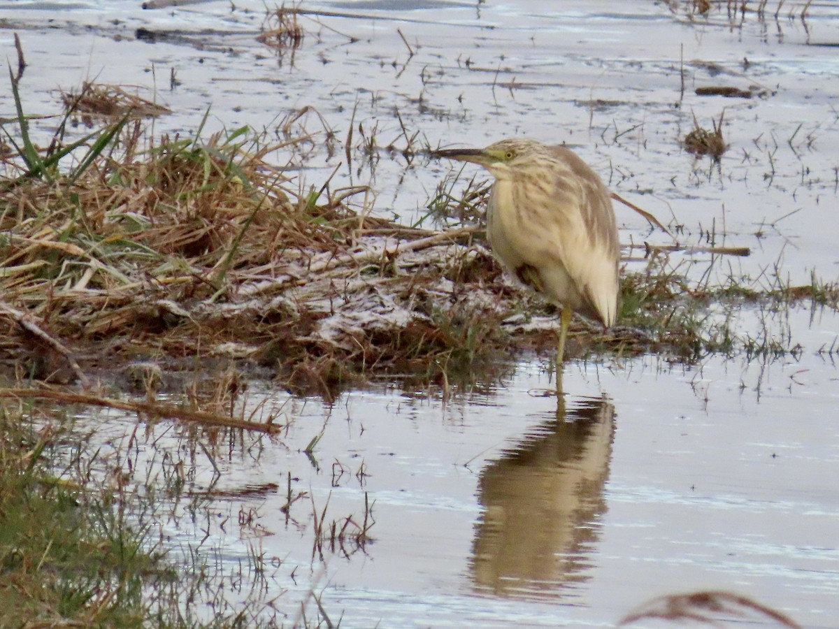 Squacco Heron - ML389820241