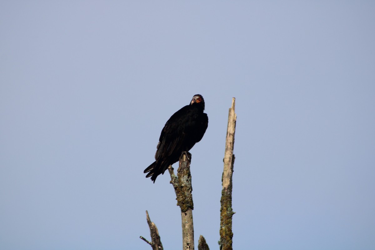 Cathartes sp. - ML389820341