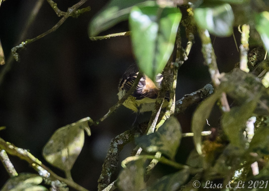 Tawny-rumped Tyrannulet - ML389822141