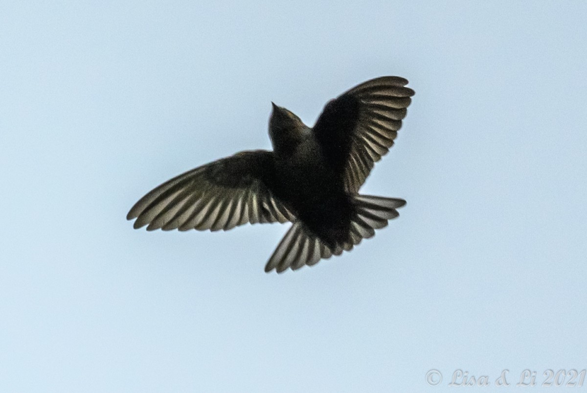 Brown-bellied Swallow - ML389822651