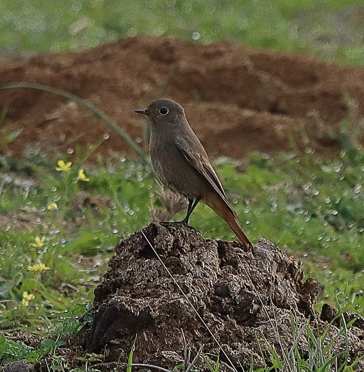 Black Redstart - ML389823701