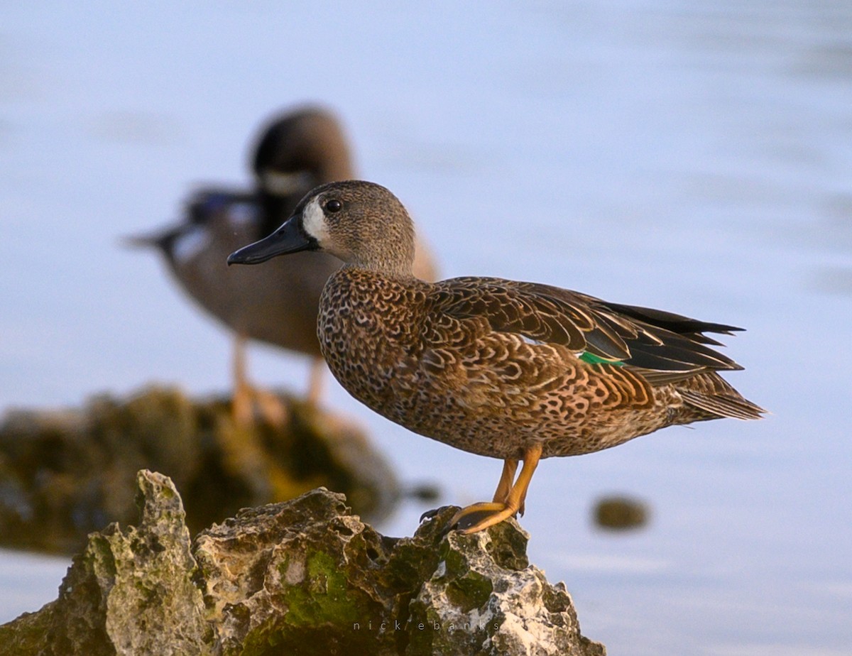 Blue-winged Teal - ML389825501