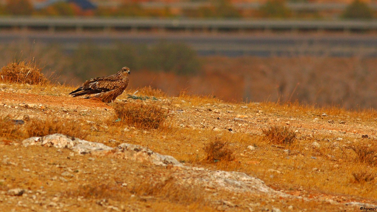 Black Kite - ML389825981