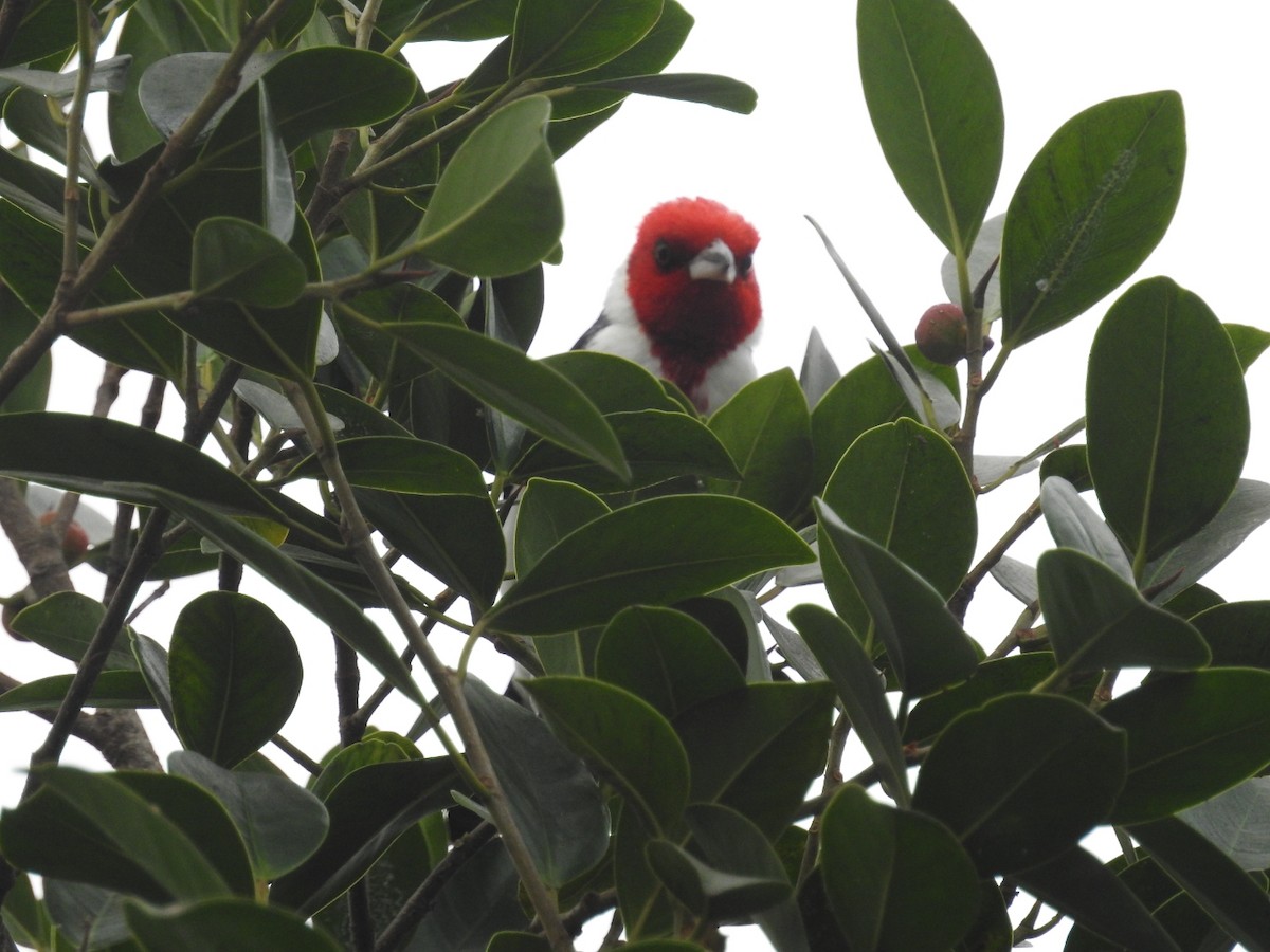 Red-crested Cardinal - ML389828531