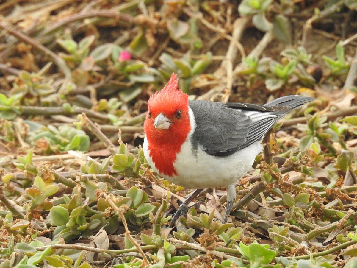 紅冠唐納雀 - ML389828541