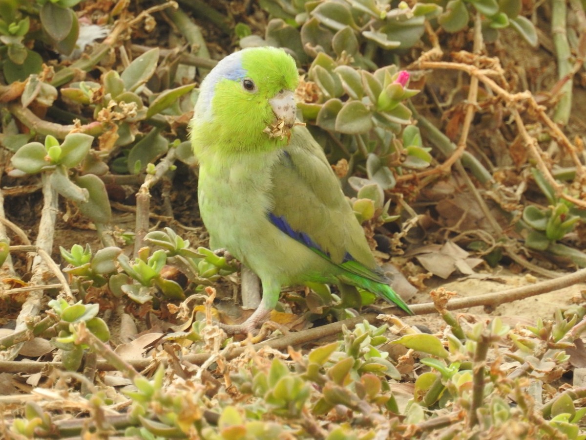 Папуга-горобець еквадорський - ML389828911