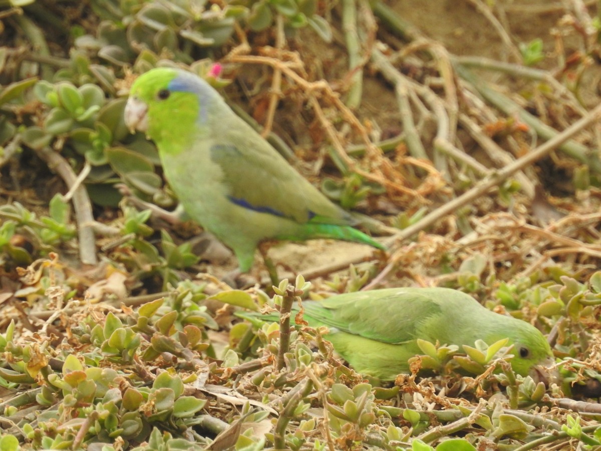 papoušíček šedokřídlý - ML389828921