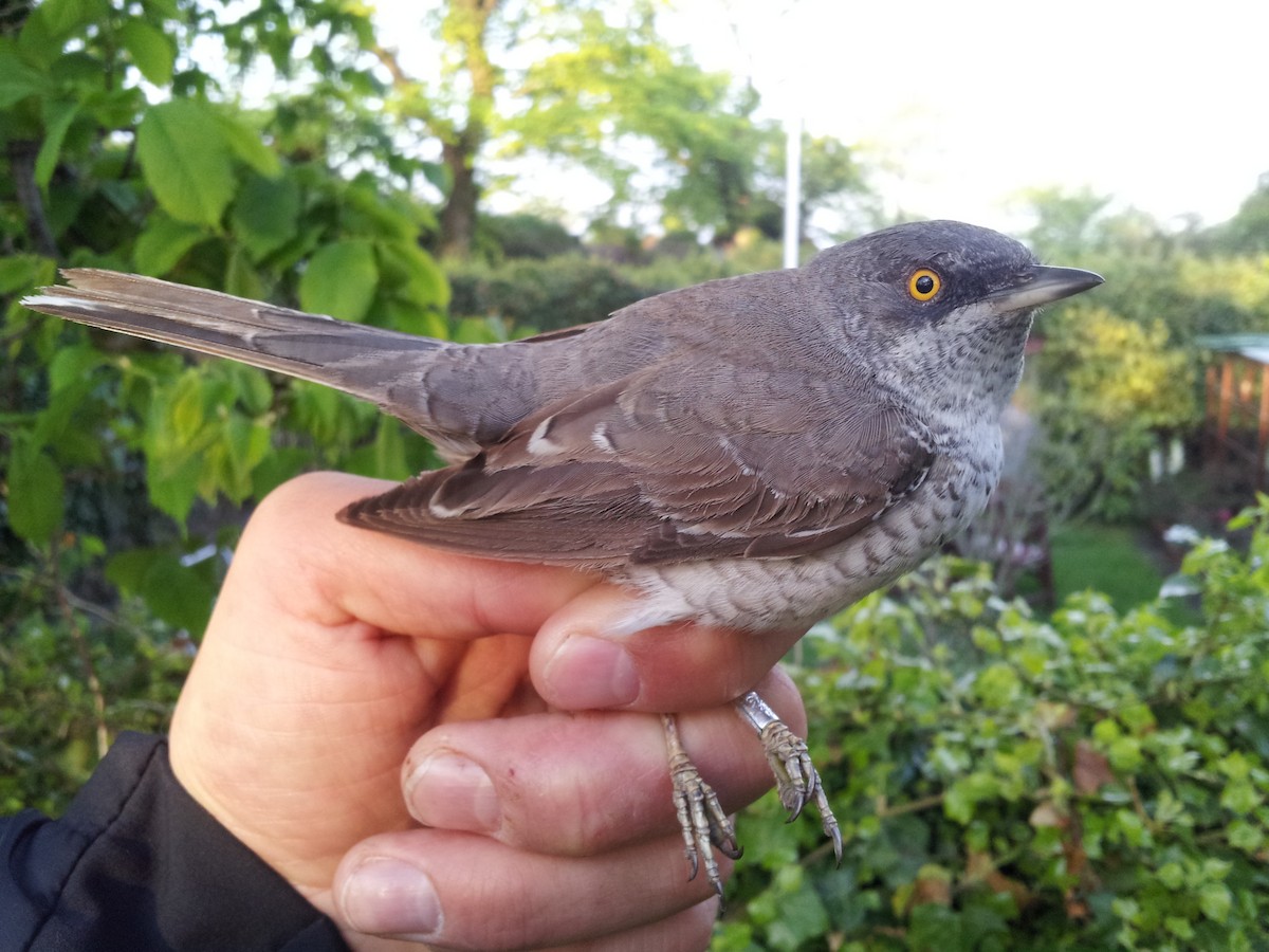 Barred Warbler - ML389830101