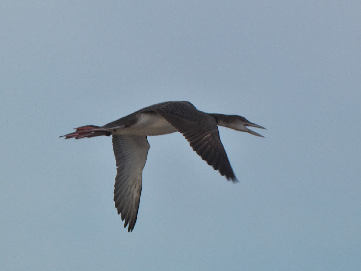Common Loon - ML389830761