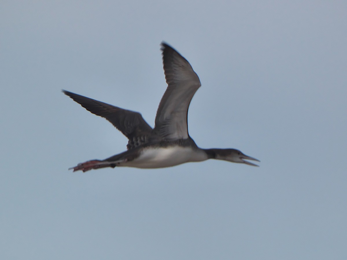 Common Loon - ML389830771