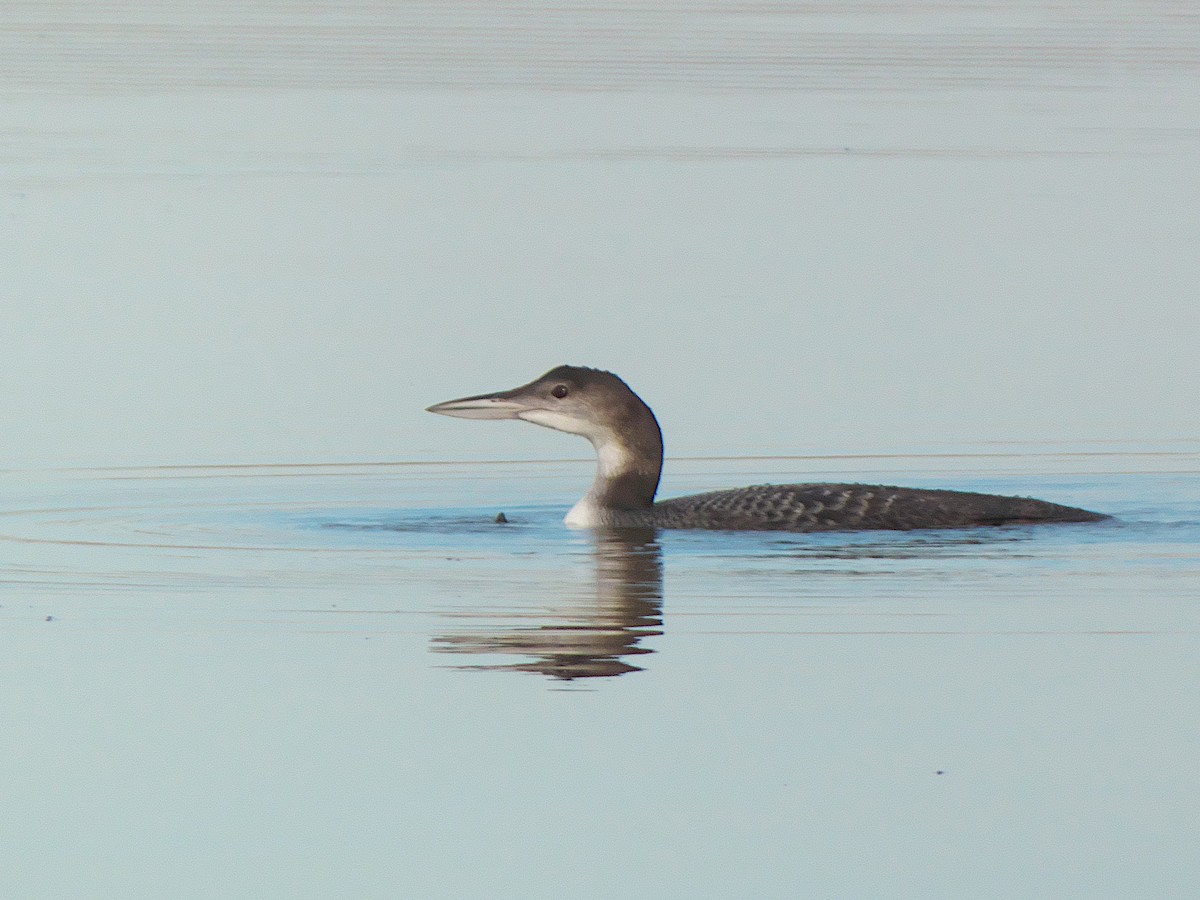 Common Loon - ML389830811