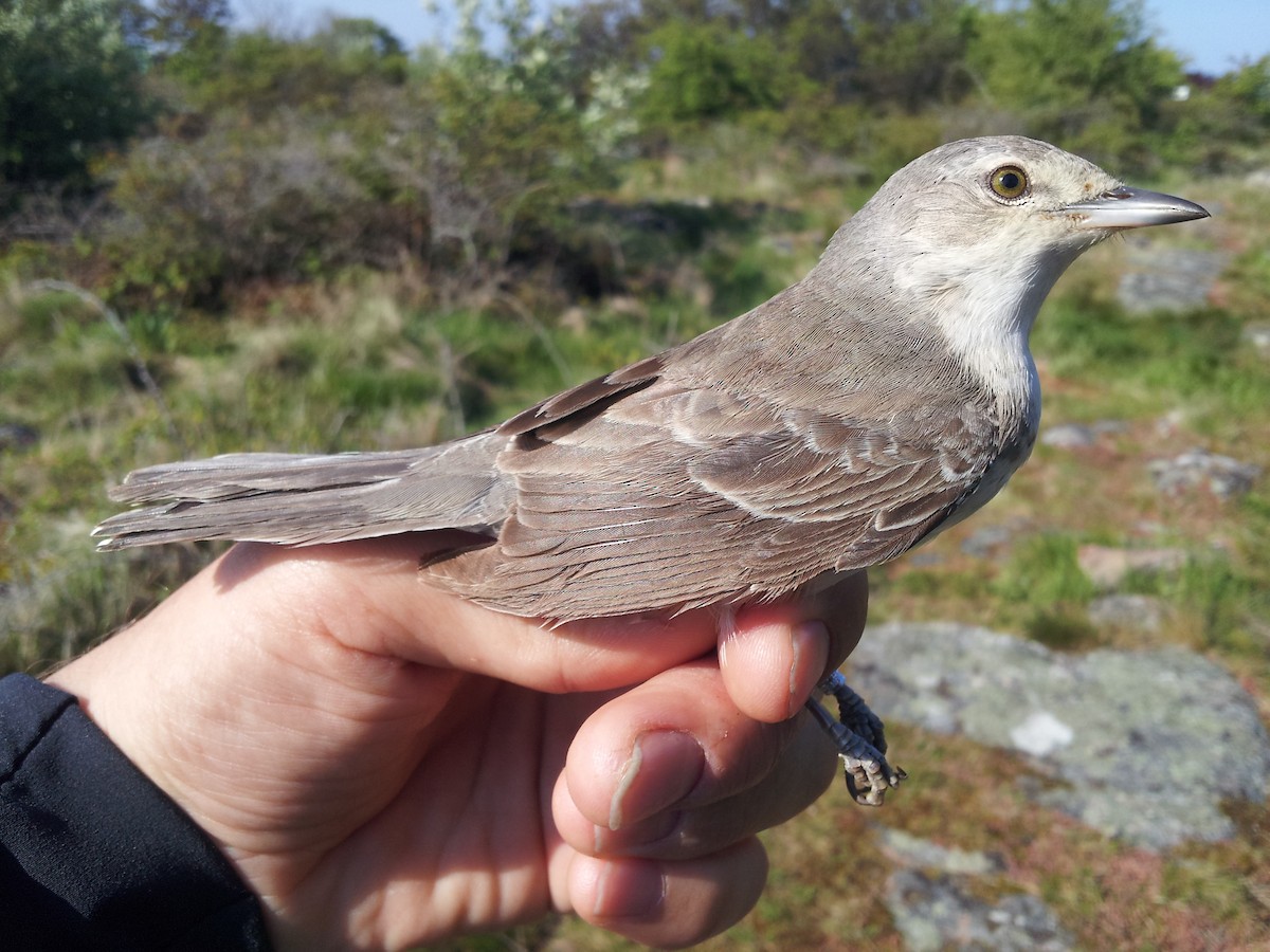 Barred Warbler - ML389831971