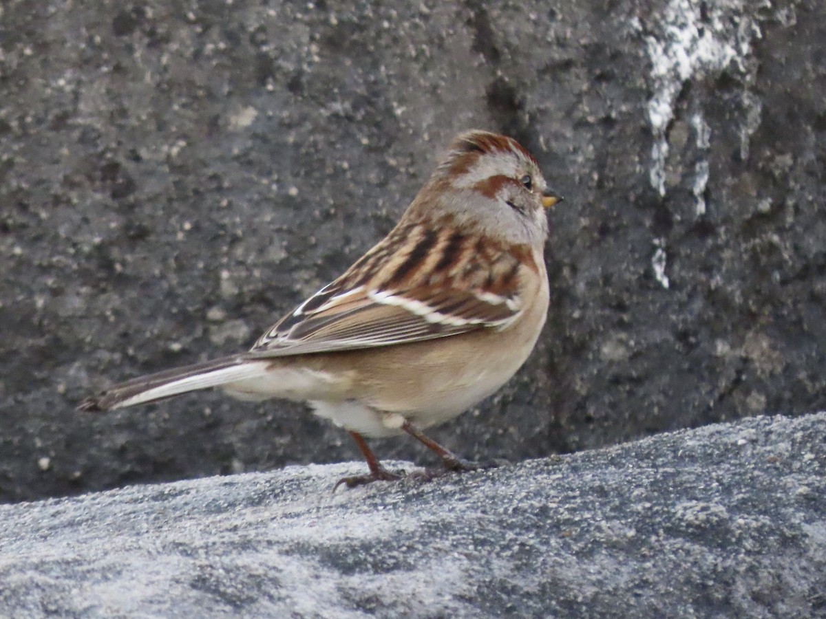 American Tree Sparrow - Jeff Skrentny