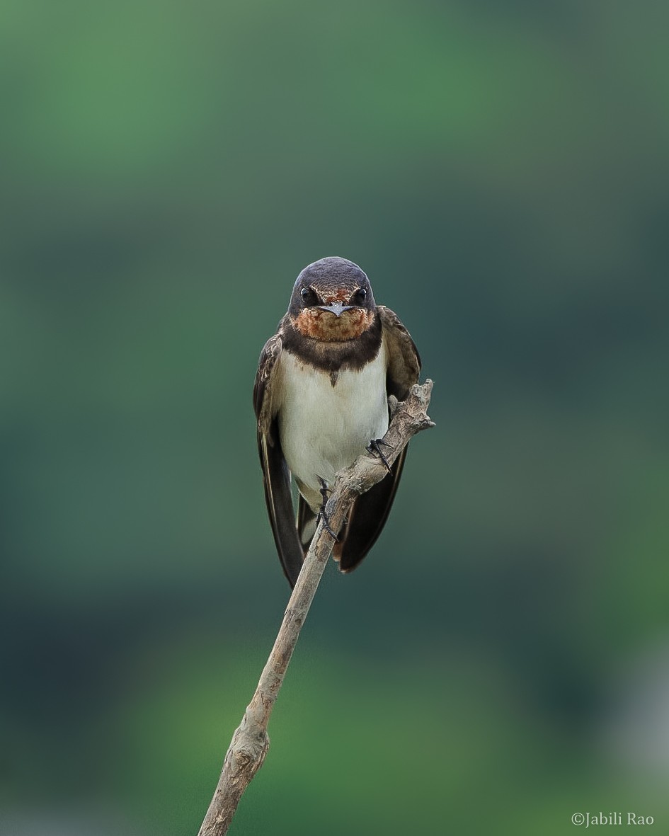 Golondrina Común - ML389836001