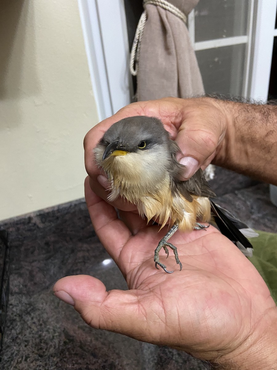 Mangrove Cuckoo - ML389836271