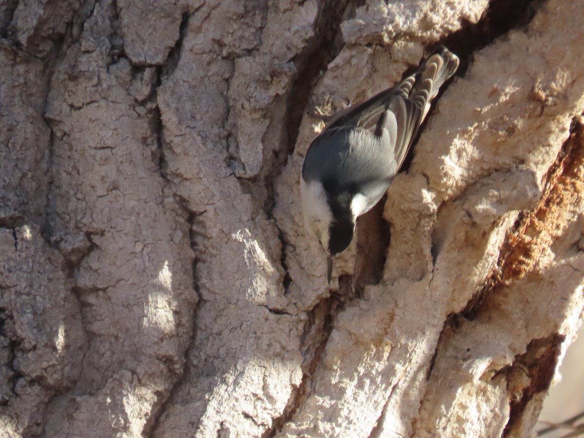 White-breasted Nuthatch - ML389838101