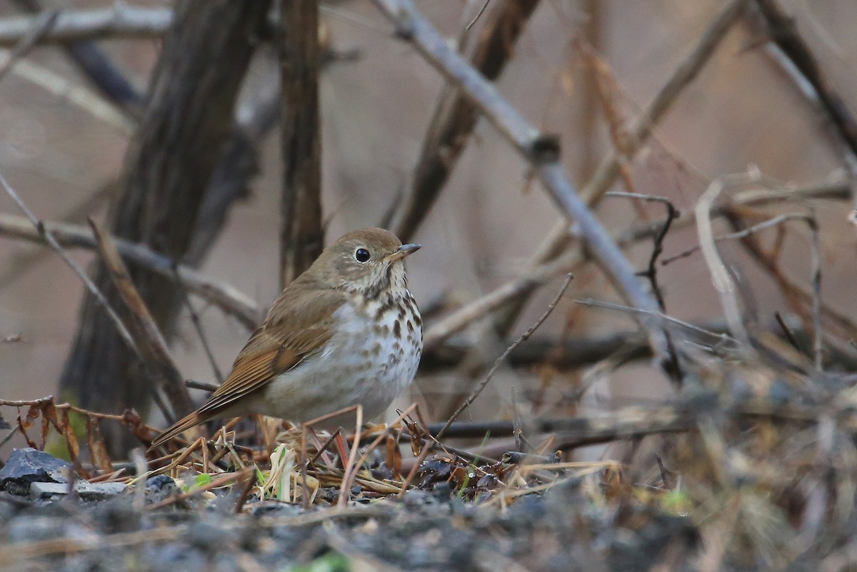 Hermit Thrush (faxoni/crymophilus) - Tim Lenz