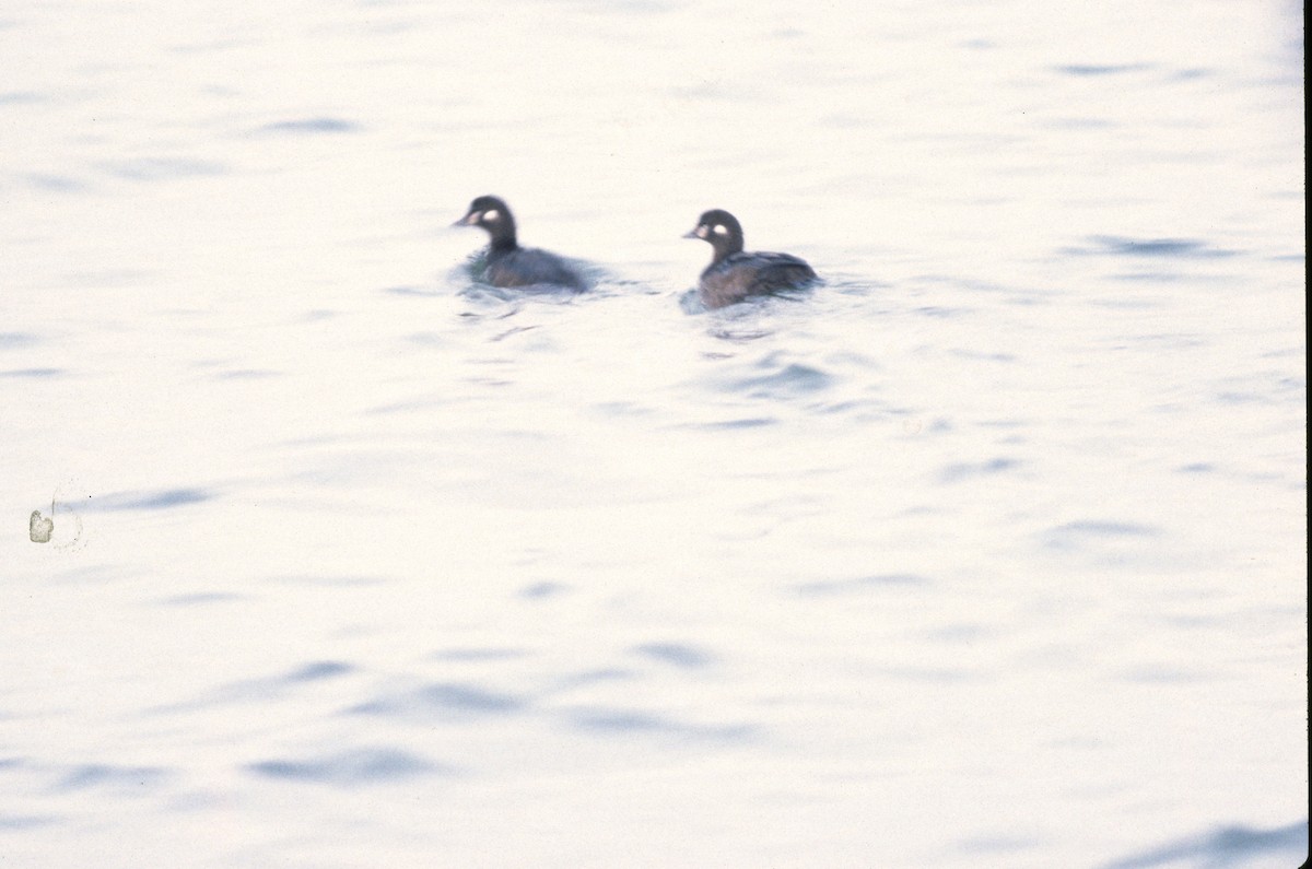 Harlequin Duck - ML389840931