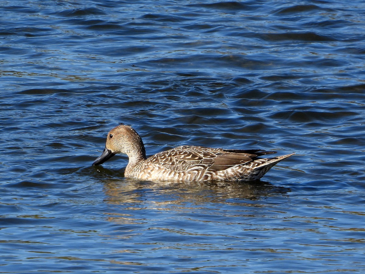 Northern Pintail - ML389843041