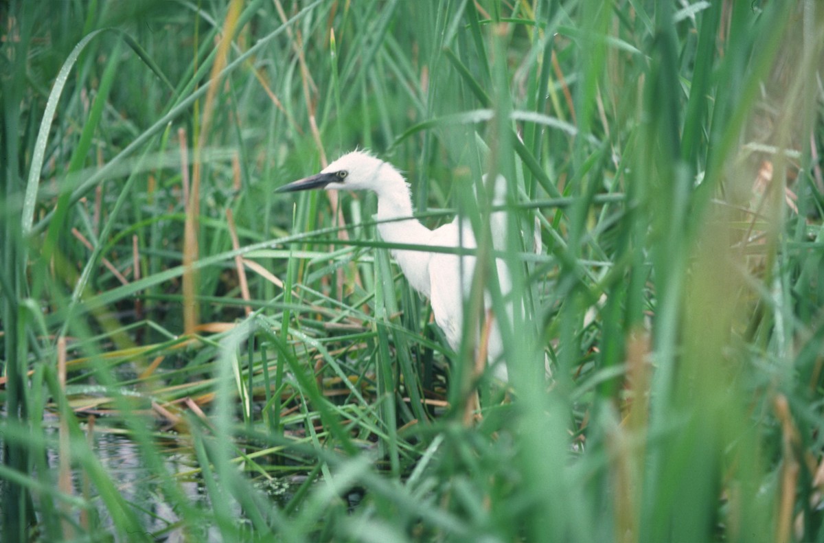 Snowy Egret - ML389843131