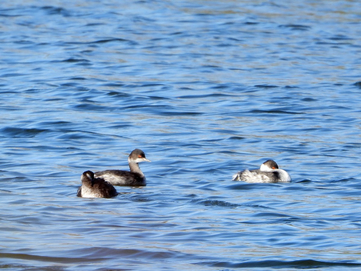 Eared Grebe - ML389843191