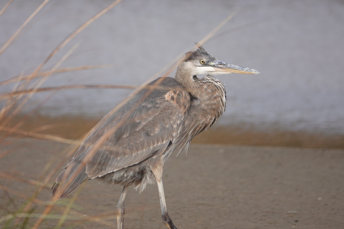 Great Blue Heron - ML389843731