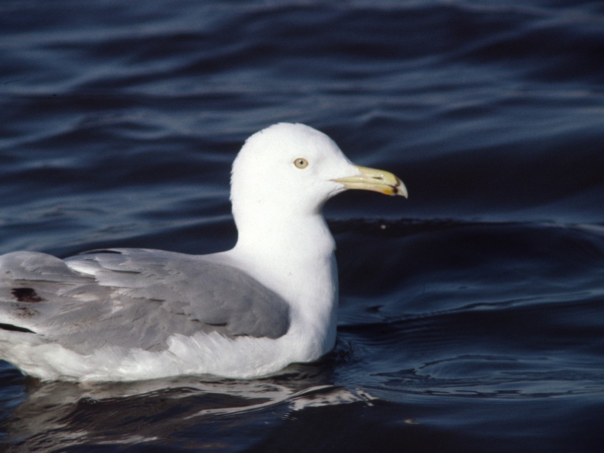 Gaviota Argéntea - ML389845391