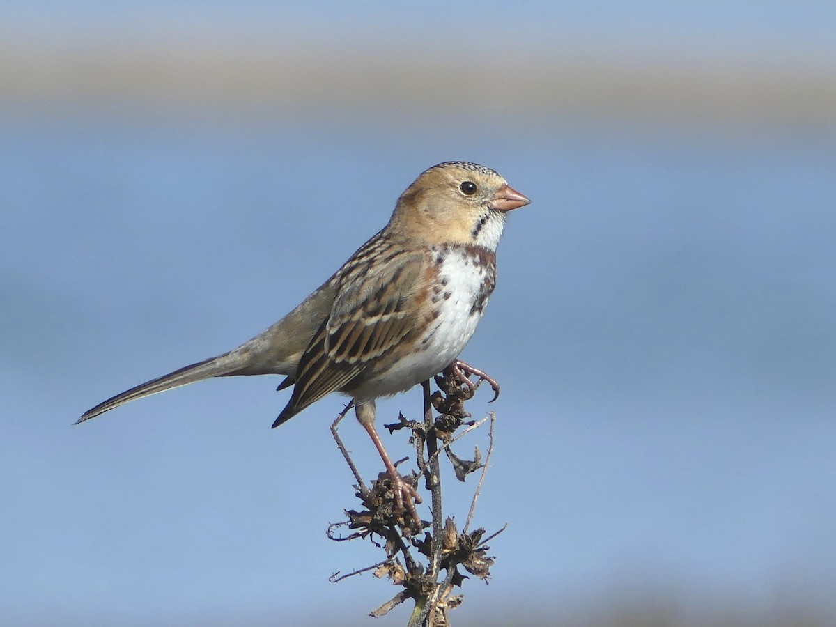 Harris's Sparrow - Shelley Rutkin