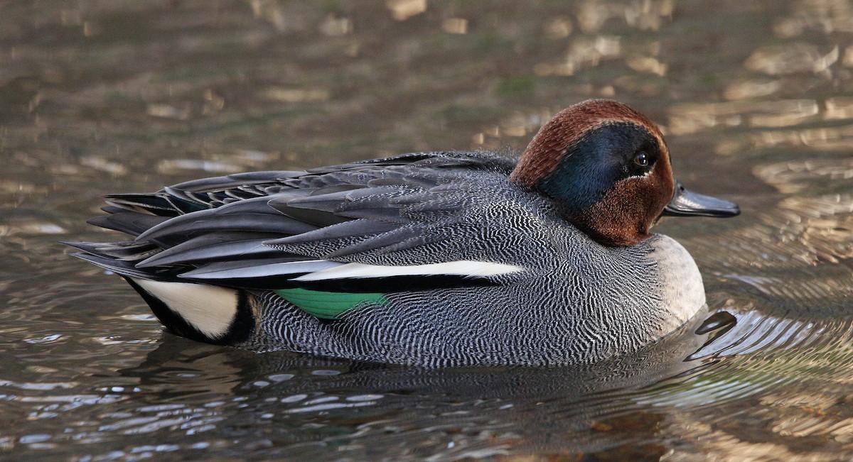 Green-winged Teal (Eurasian) - Charles Fitzpatrick