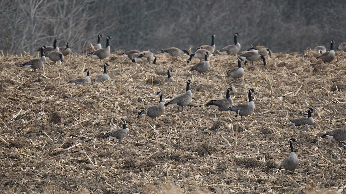 Canada Goose - ML389848771