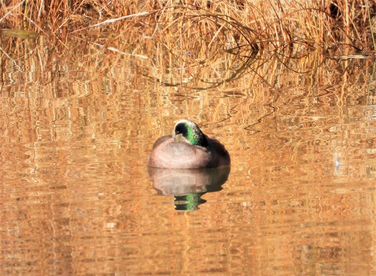 American Wigeon - ML389849681