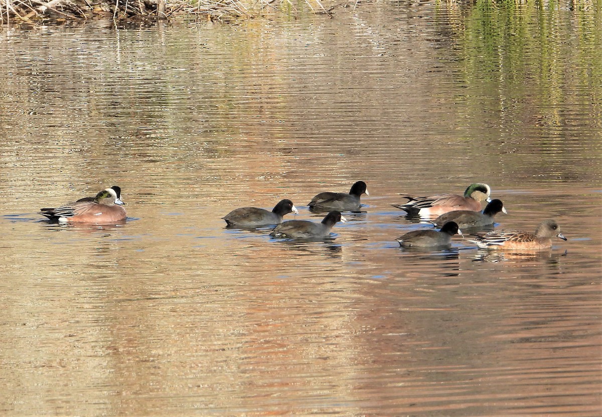 American Wigeon - ML389849731
