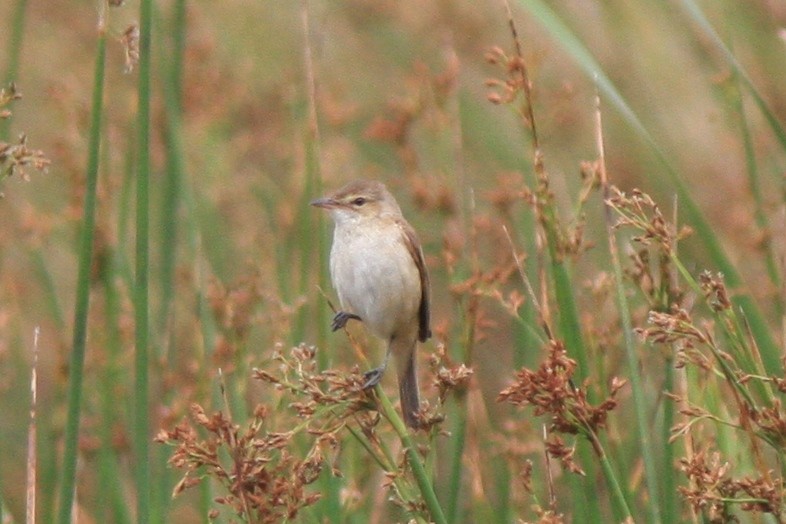 Australian Reed Warbler - ML389849761