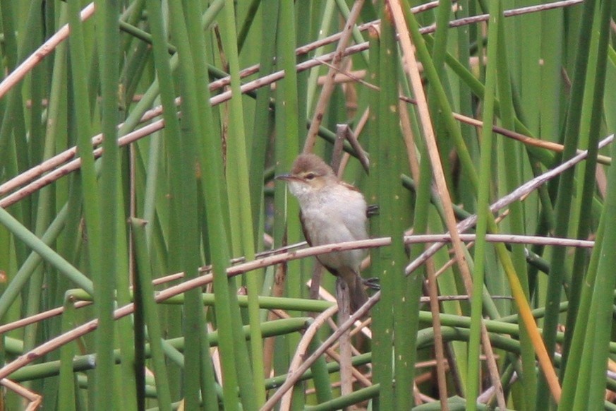 Australian Reed Warbler - ML389849771