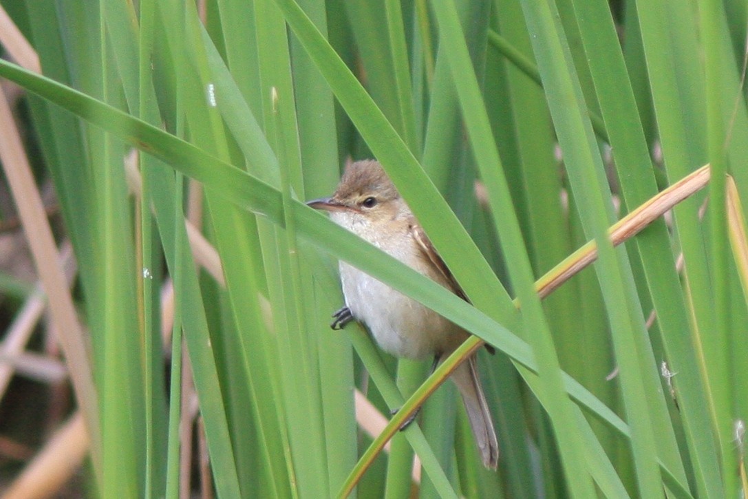 Australian Reed Warbler - ML389849781