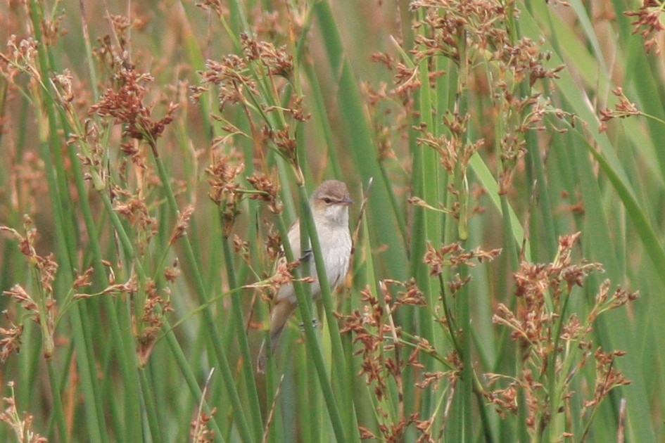 Australian Reed Warbler - ML389849791