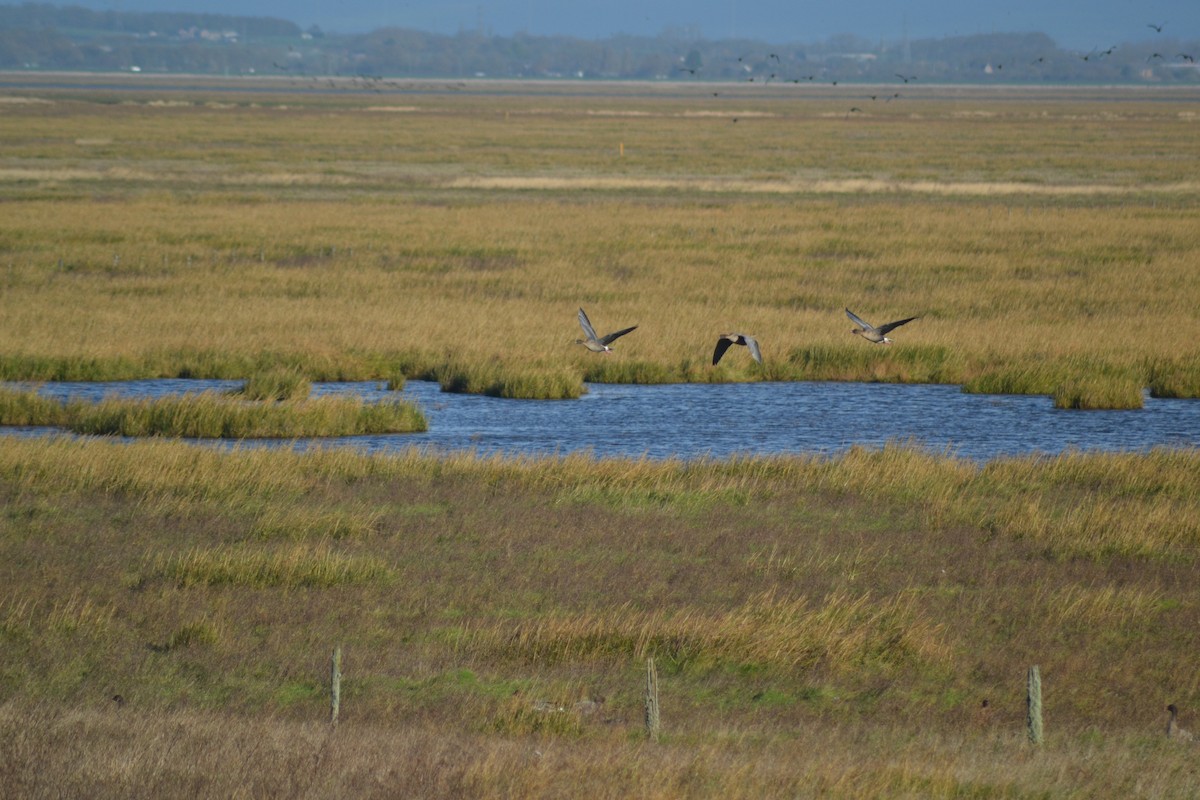eBird Checklist - 19 Nov 2021 - Marshside RSPB Reserve - 35 species