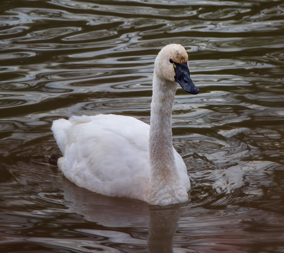 Tundra Swan - ML389851661