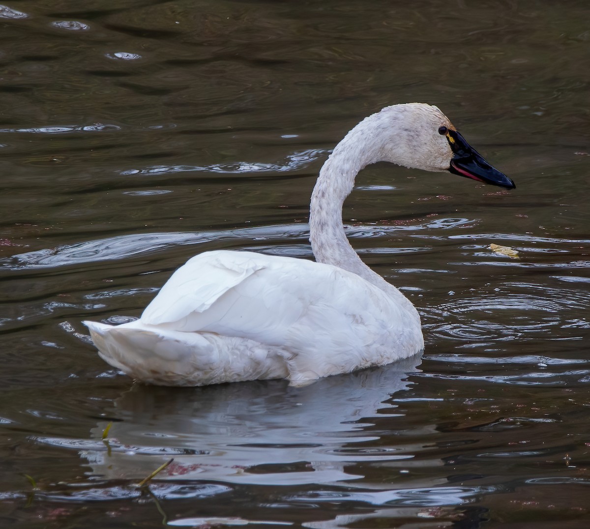 Tundra Swan - ML389851781