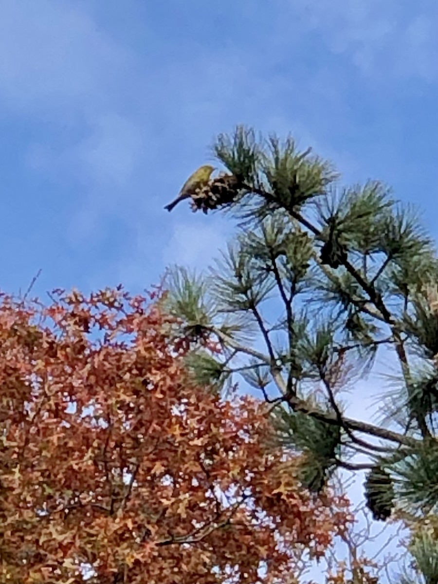 Pine Warbler - Janet Wooten