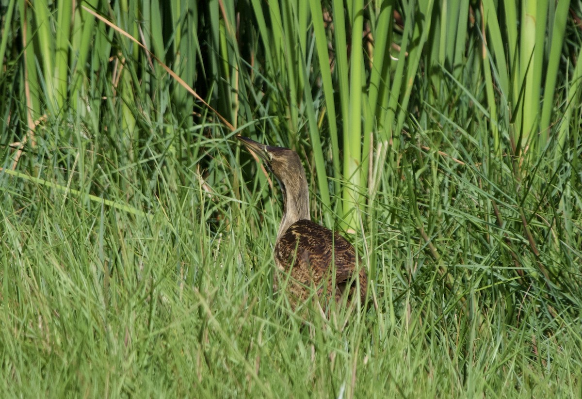 American Bittern - ML389854831