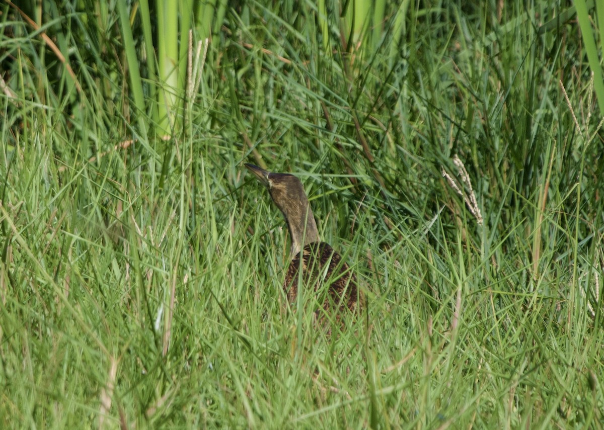 American Bittern - ML389855111