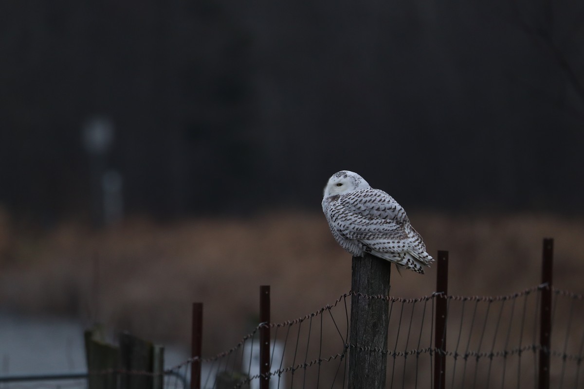 Snowy Owl - ML389856011