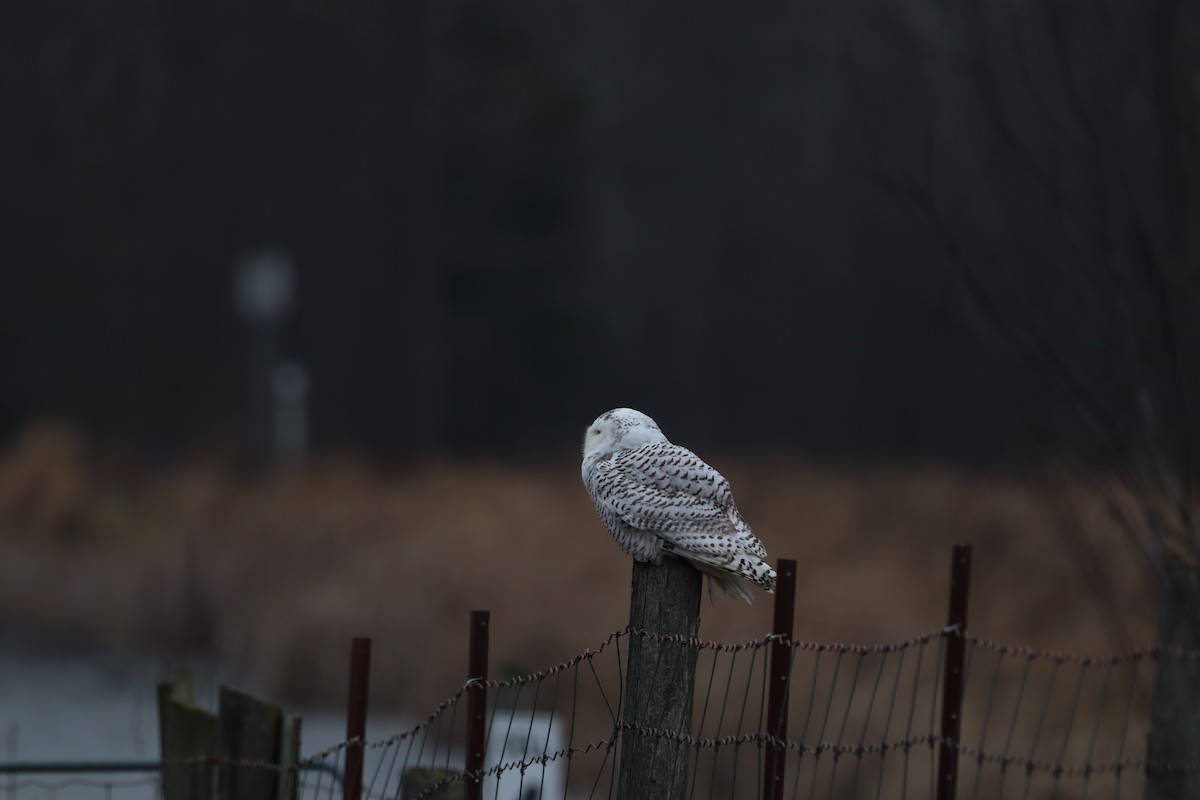 Snowy Owl - ML389856051