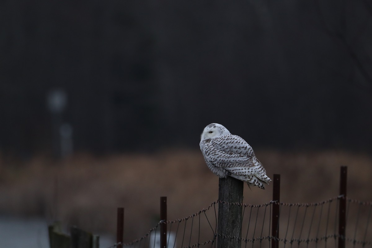 Snowy Owl - ML389856061