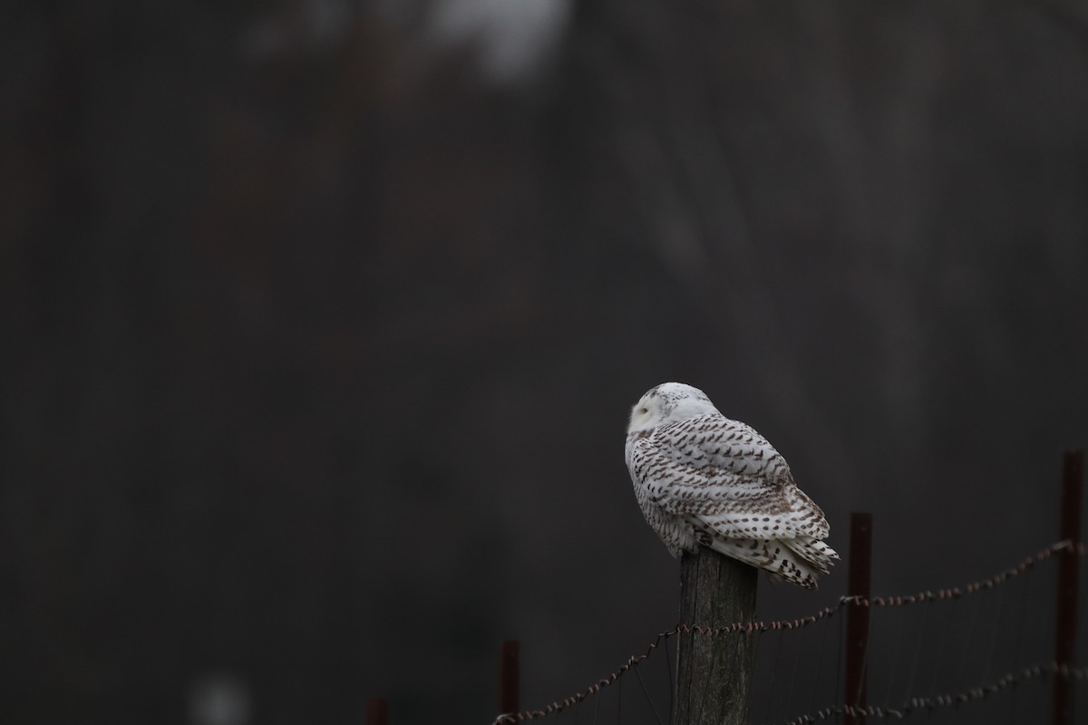 Snowy Owl - ML389856081