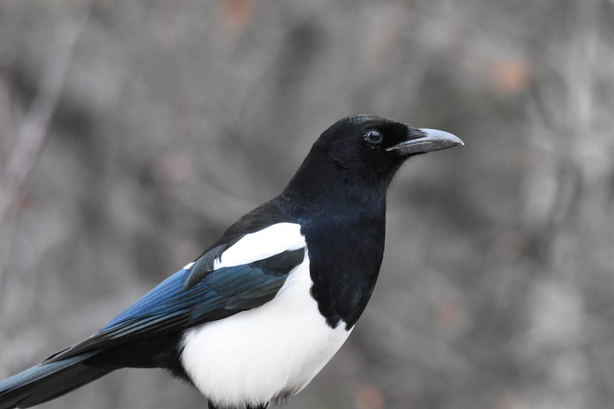 Black-billed Magpie - ML389856321