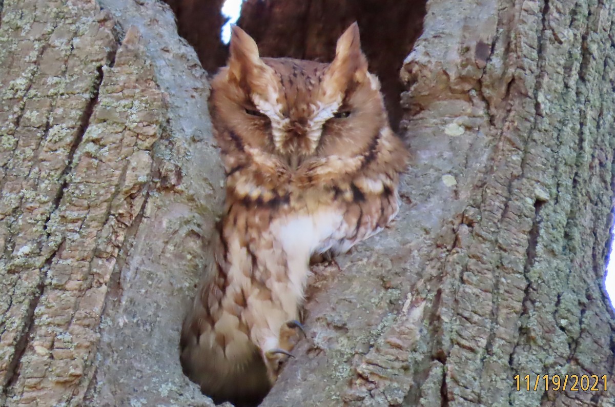 Eastern Screech-Owl - ML389856611